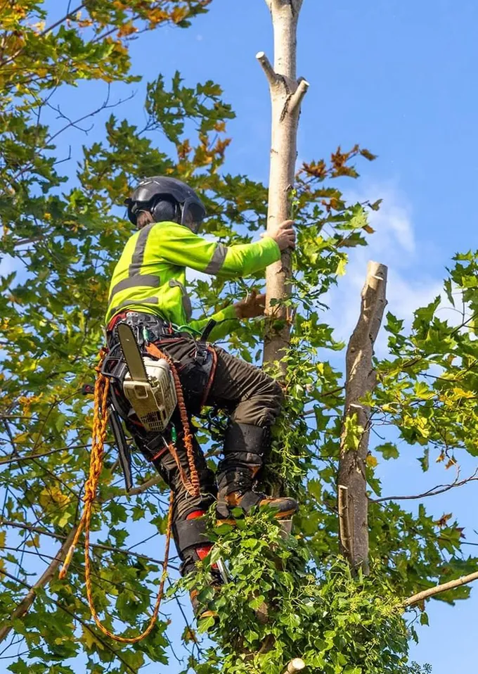 Tree Guy climber in a yellow hi-vis vest working up in a tree