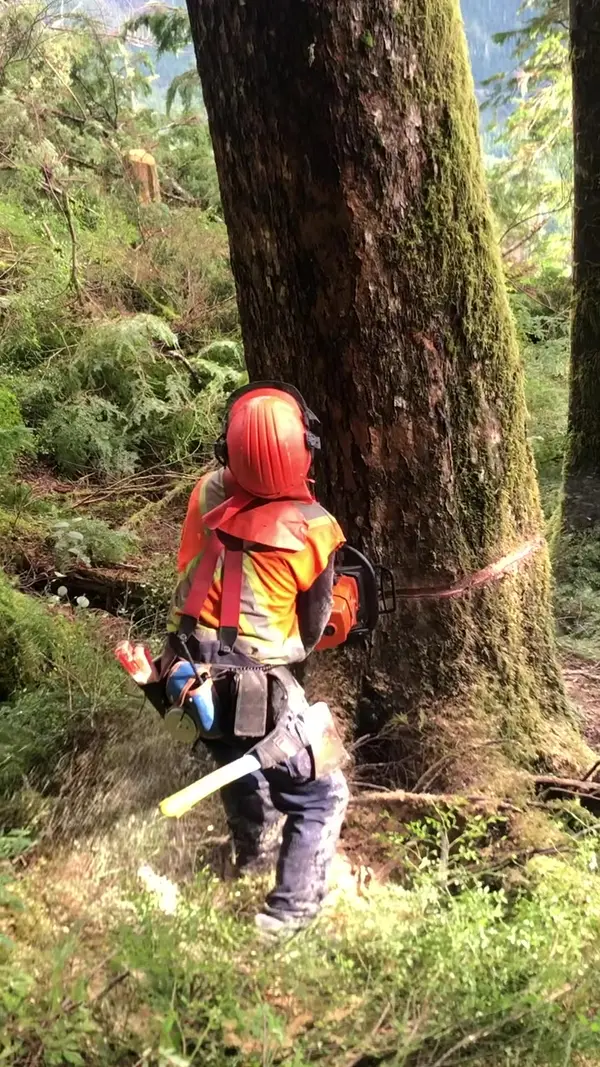 Tree worker at the base of a large tree