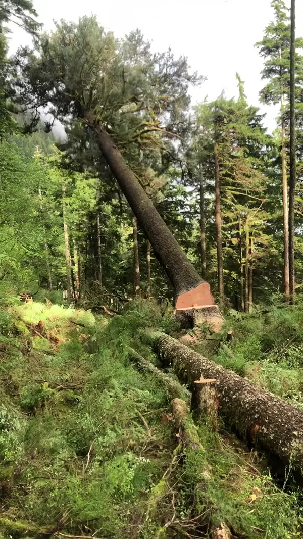 Chainsaw cut on a large tree
