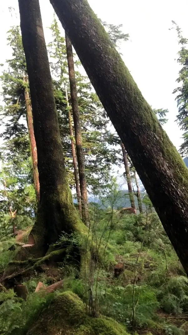 Tree worker cutting into a trunk