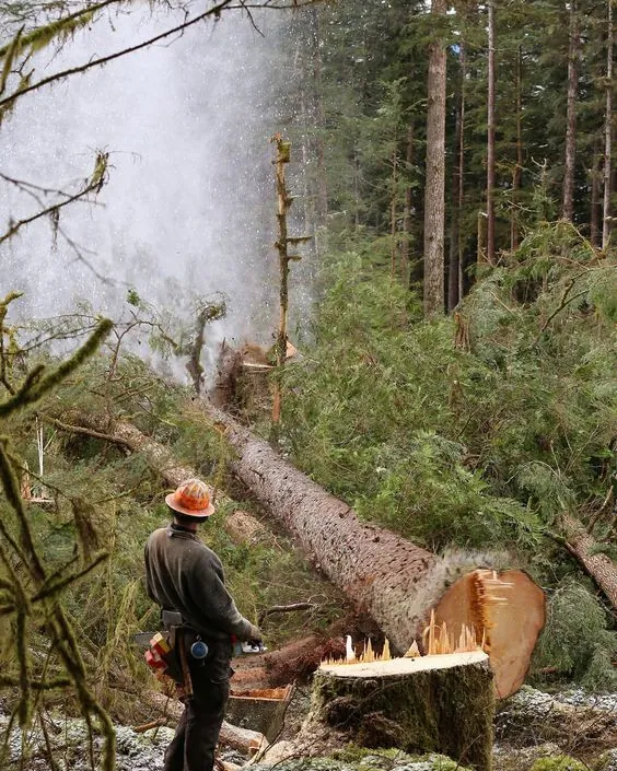 A tree falling as a Tree Guy feller stands clear in a snowy forest