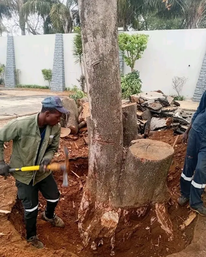 Two Tree Guy workers digging out a tree stump with a pickaxe